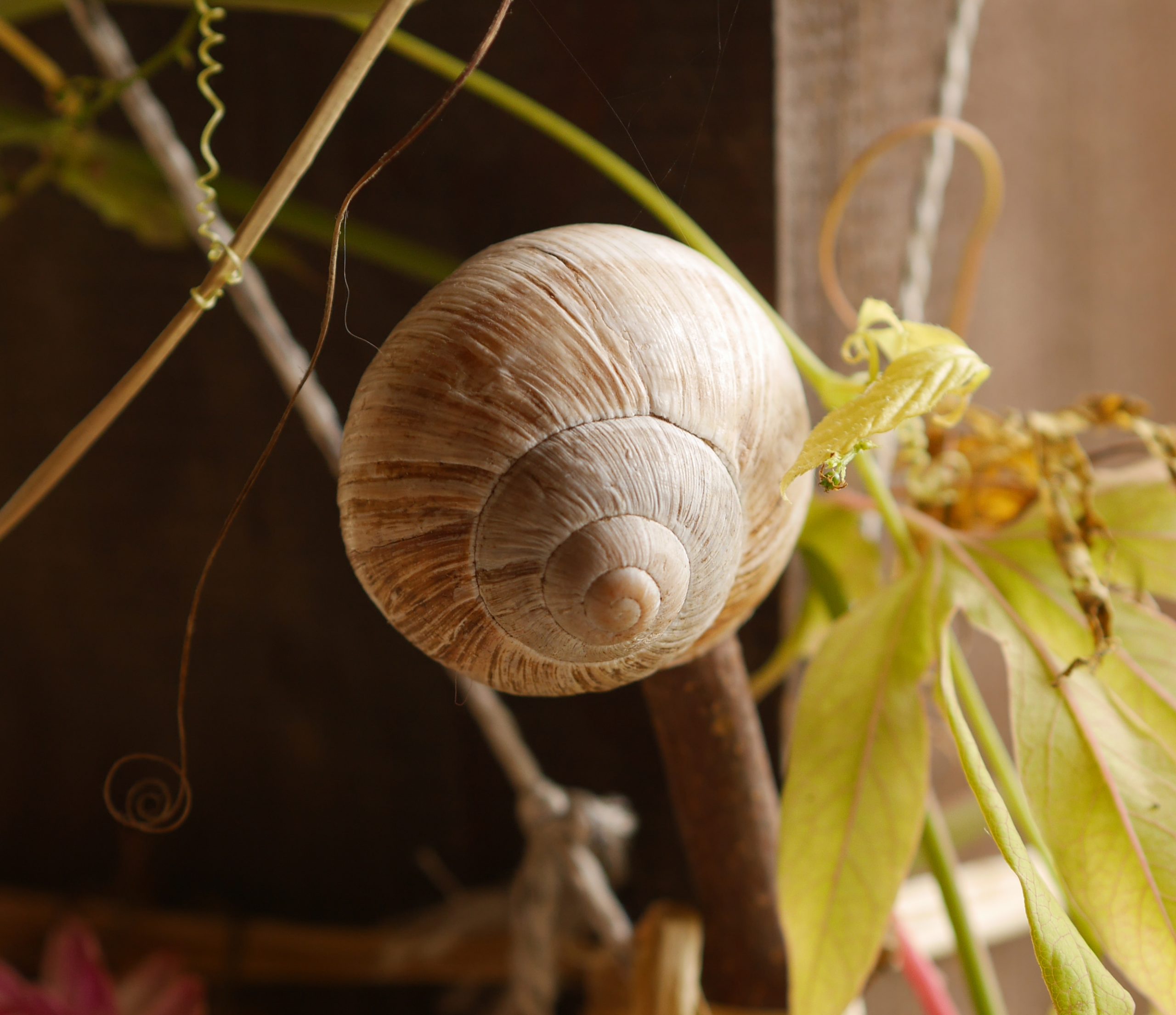 Schnecken Haus auf Ast